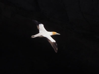 Gannet In Flight 6