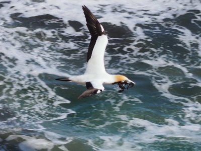 Gannet In Flight 9