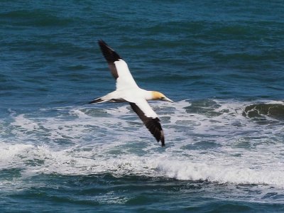 Gannet In Flight 2