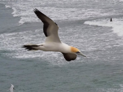 Gannet In Flight 18