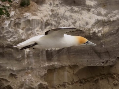 Gannet In Flight 21