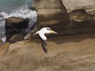 Gannet In Flight 23