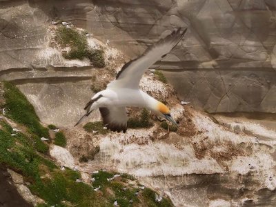 Gannet In Flight 28