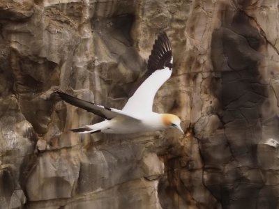 Gannet In Flight 31