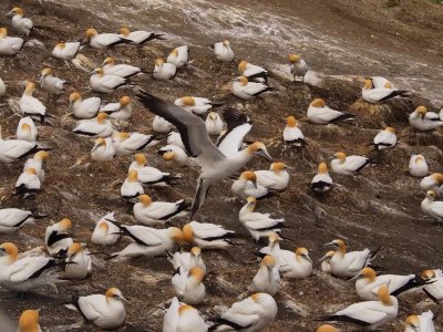 Gannet In Flight 32