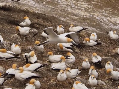 Gannet In Flight 35