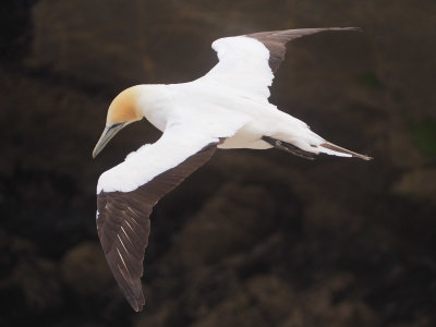 Gannet In Flight 44
