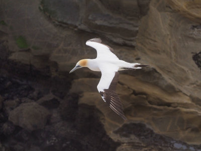 Gannet In Flight 48