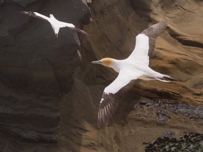 Gannets In Flight 50