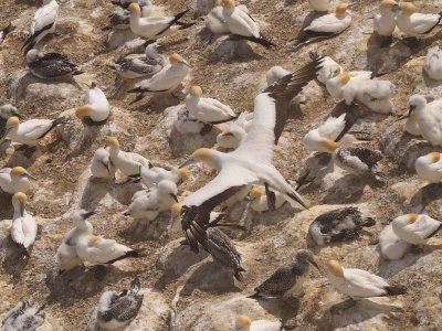 Gannet In Flight 52