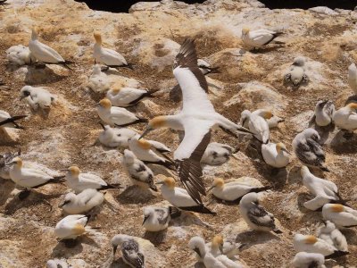 Gannet In Flight 53