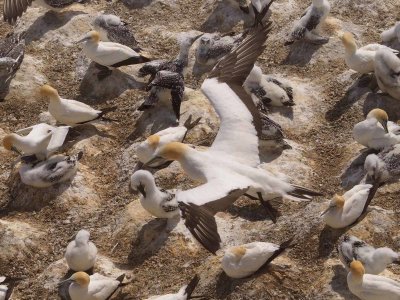 Gannet In Flight 65