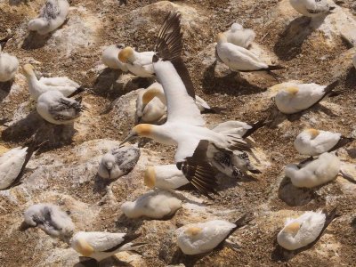 Gannet In Flight 67