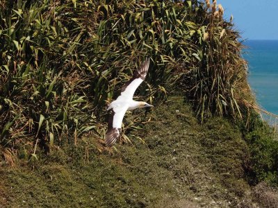 Gannet In Flight 73