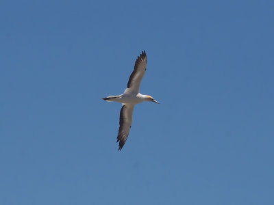 Gannet In Flight 79