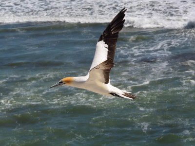 Gannet In Flight 83