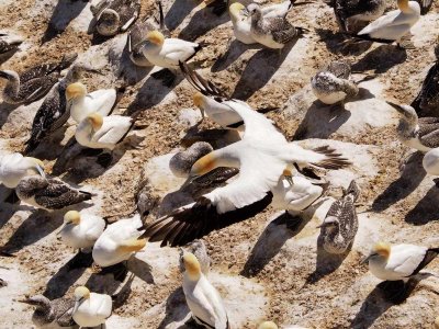 Gannet In Flight 89