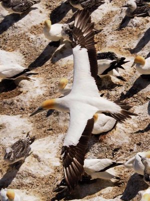 Gannet In Flight 90