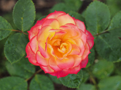 Rose 1