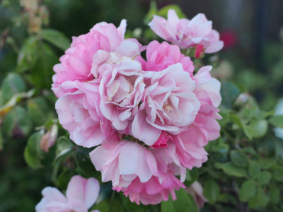 Rose 3