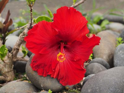 Hibiscus 1