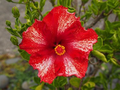 Hibiscus 2