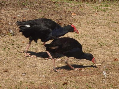 Western Springs 2