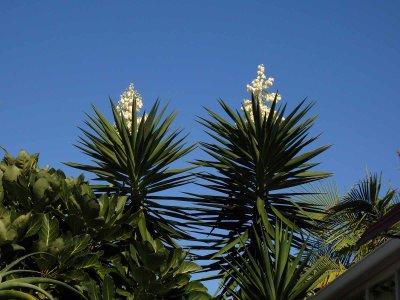Cabbage Tree in Bloom