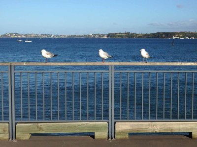 Three Gulls