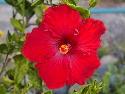 Hibiscus 3