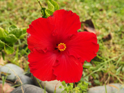 Hibiscus 4