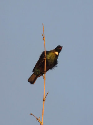 Tui Parson Bird 4