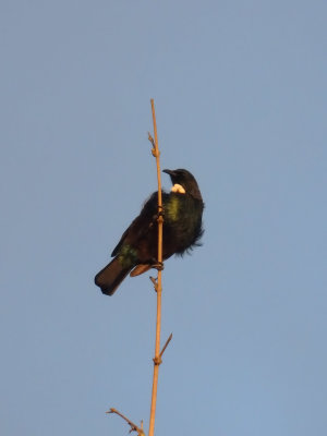 Tui Parson Bird 5