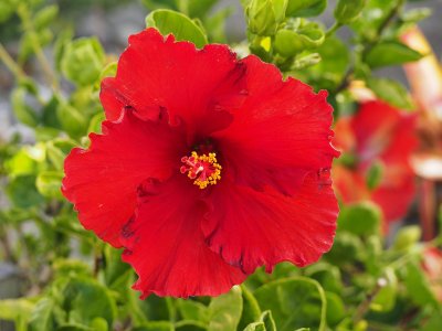 Hibiscus 1