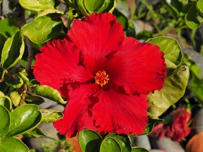 Hibiscus 2