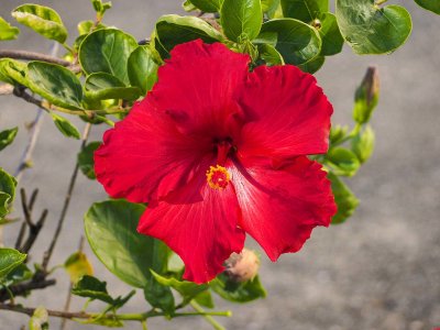 Hibiscus 3