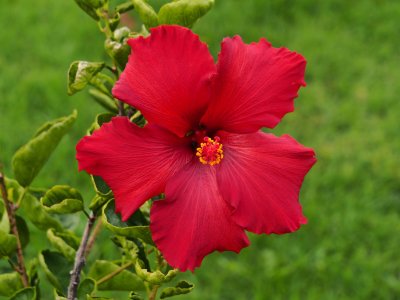 Hibiscus 4