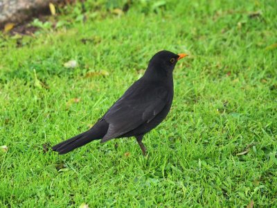 Blackbird 3