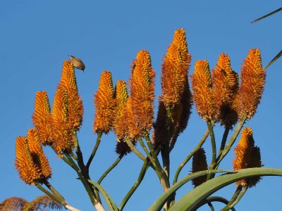 Agave in Bloom 2