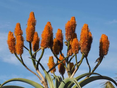 Agave in Bloom 3