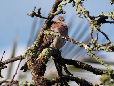 Spotted Dove