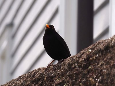 Blackbird