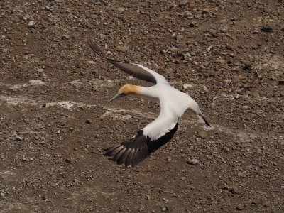 Gannet In Flight 1