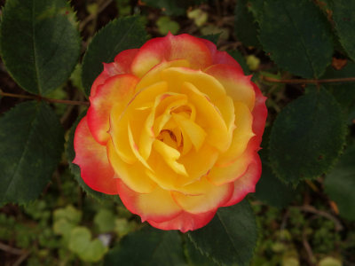 Rose 2 with Olympus SH-1.jpg