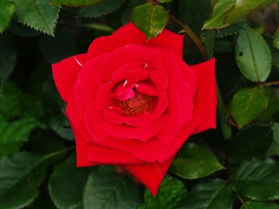 Rose 3 with Olympus E-M10 II.jpg