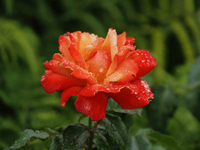 Rose in the Rain 1