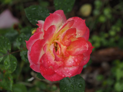 Rose in the Rain 2