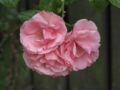 Rose in the Rain 3