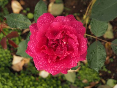 Rose in the Rain 4