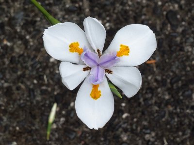 New Zealand Iris